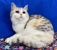 マンチカン(長足)【東京都・女の子・2021年8月1日・キャリコ】の写真1「毛並みが美しいキャリコのマンチカンちゃん🤗」