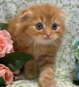 スコティッシュフォールド(折れ耳)【東京都・男の子・2021年4月26日・レッドタビー】の写真1