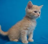 マンチカン(長足)【東京都・男の子・2019年12月8日・レッドタビー】の写真1