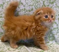 スコティッシュフォールド(折れ耳)【東京都・男の子・2021年4月26日・レッドタビー】の写真2