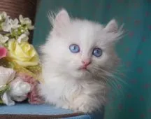 マンチカン(短足)【東京都・女の子・2019年6月10日・フレームポイント】の写真3