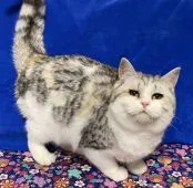 マンチカン(長足)【東京都・女の子・2021年8月1日・キャリコ】の写真4