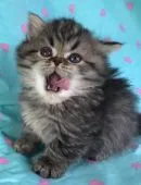 マンチカン(短足)【東京都・男の子・2018年10月23日・シャーテッド ゴールデン】の写真5「凛々しい中にも可愛い顔立ち😆」