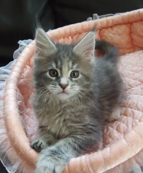 ID：1405-00270の子猫