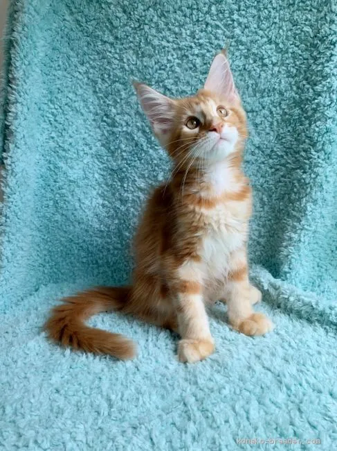 ID：1907-01498の子猫