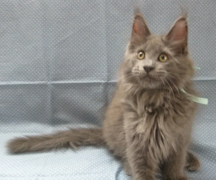 ID:1209-00125の子猫