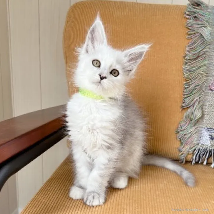 ID：2305-02974の子猫