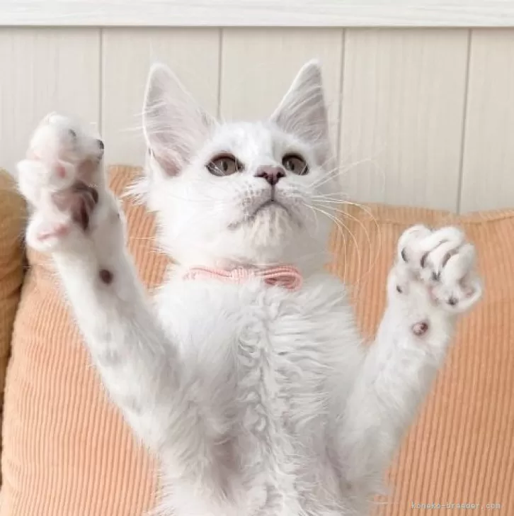 ID:2402-01237の子猫