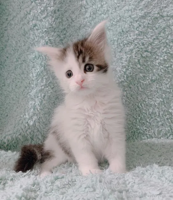 ID：1910-01266の子猫