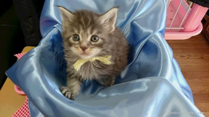 ID:1604-00611の子猫