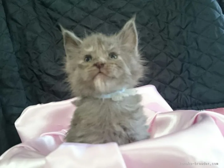 ID：1604-00051の子猫