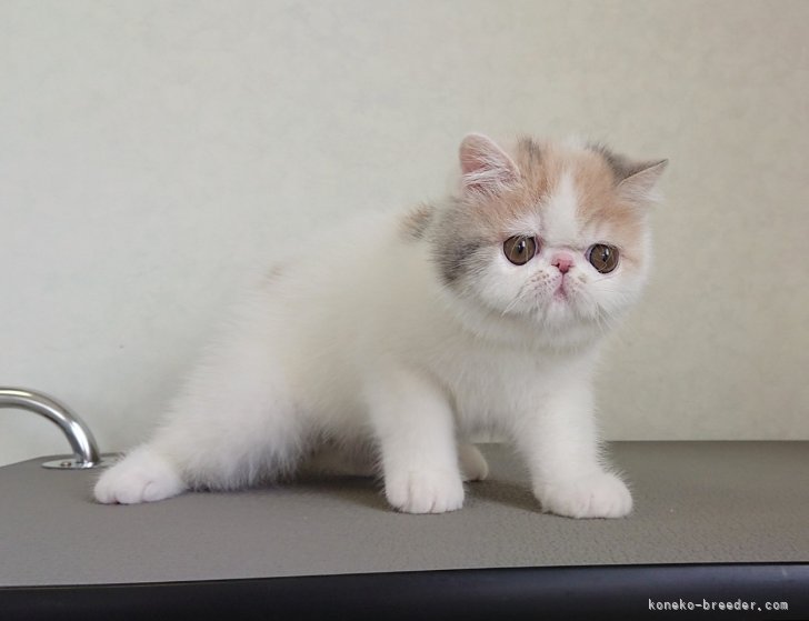 当キャッテリーで生まれた可愛い子猫ちゃん｜高野　真由美(たかの　まゆみ)ブリーダー(栃木県・エキゾチックショートヘアなど・CFA/国内クラブ血統書登録)の紹介写真7