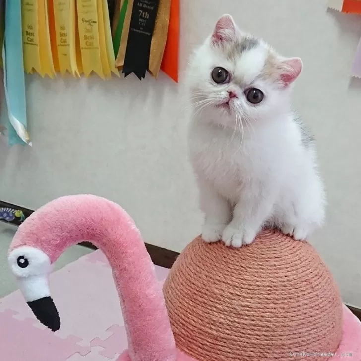 ID：2402-02026の子猫