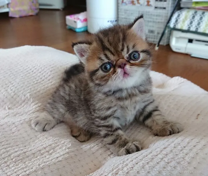 ID:1909-00431の子猫