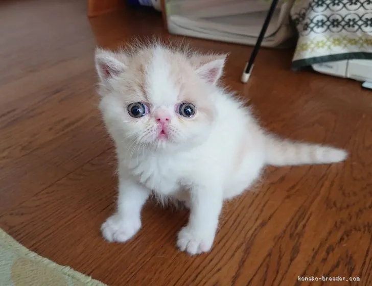 ID：2006-00203の子猫