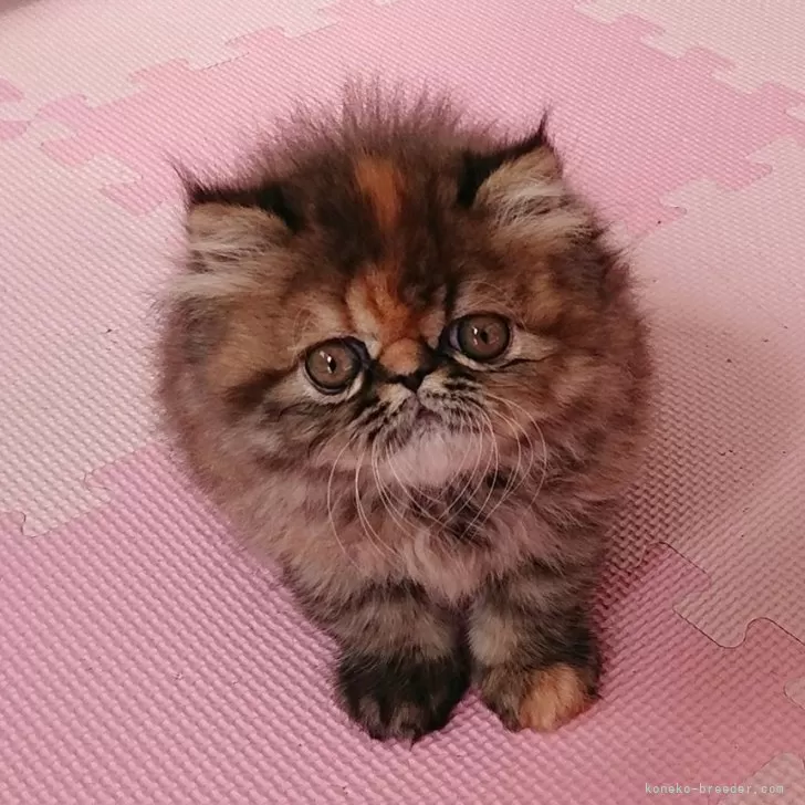 ID：2402-00161の子猫