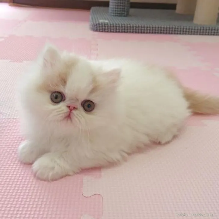 ID:2211-02054の子猫