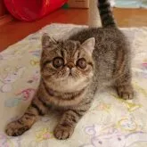 エキゾチックショートヘア【栃木県・女の子・2023年1月4日・ブラウンスポテッドタビー】の写真1「お顔立ちの整った美人さんです♡」