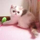 エキゾチックショートヘア【栃木県・女の子・2024年1月15日・ダイリュートキャリコ】の写真2