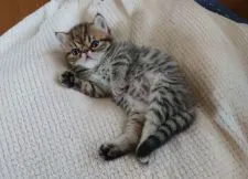 エキゾチックショートヘア【栃木県・男の子・2019年8月10日・ブラウンスポテッドタビー】の写真2「9月10日撮影」