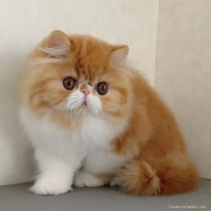 ID：2601-02349の子猫