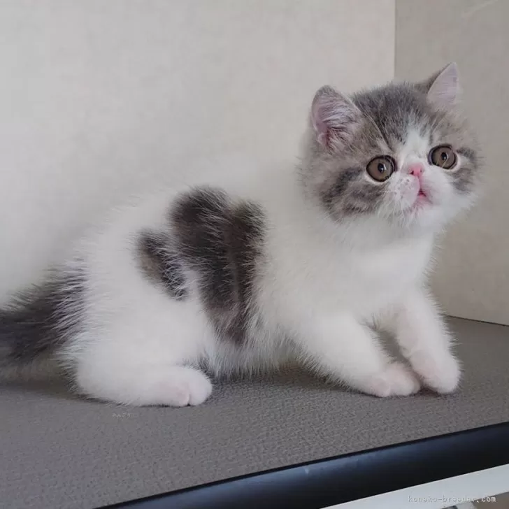 ID：2502-00968の子猫