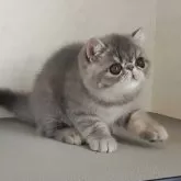 エキゾチックショートヘア