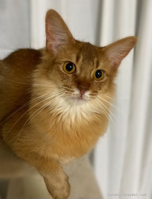 ソマリ 東京都 女の子 年6月23日 レッド 遊び大好き甘えん坊さん みんなの子猫ブリーダー 子猫id 2111 ソマリ 東京都 女の子 年6月23日 レッド 遊び大好き甘えん坊さん みんなの子猫ブリーダー 子猫id 2111