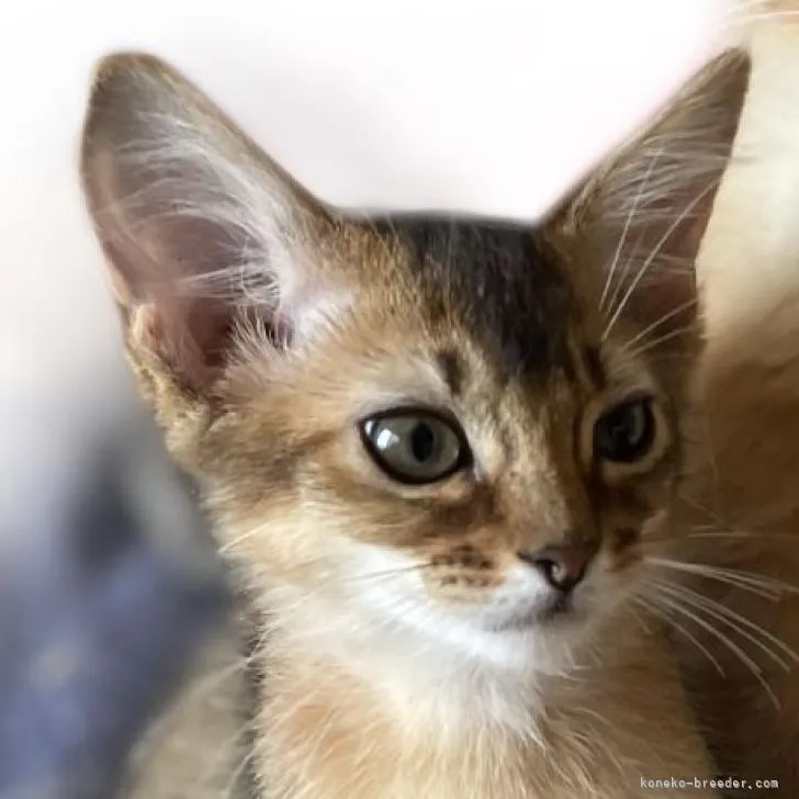 ID:2207-01107の子猫