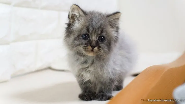 ID:2105-00278の子猫