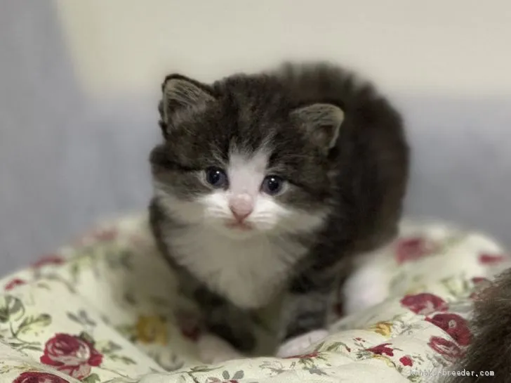 サイベリアン【北海道・男の子・2020年6月1日・ブラウン クラシック タビー &amp; ホワイト】の写真1