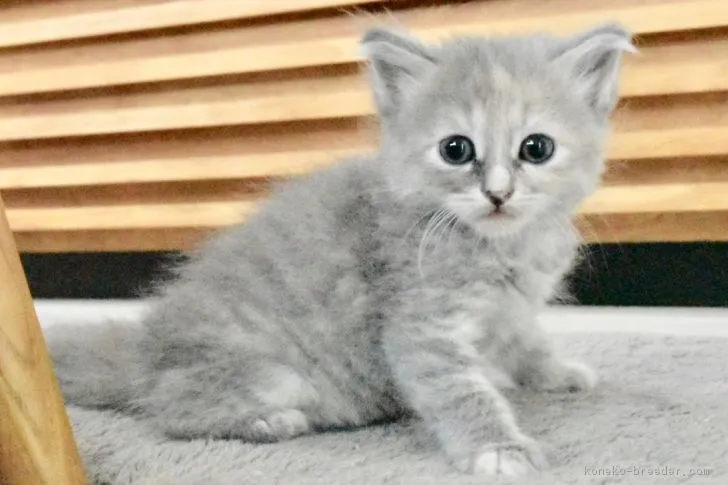 ID：1810-00611の子猫