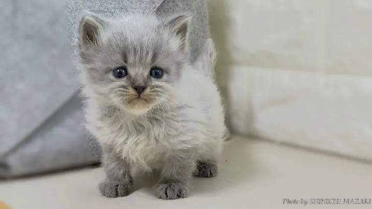 ID：2105-00279の子猫