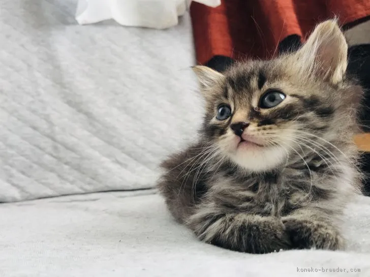 もこもこ 様のお迎えした子猫