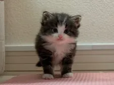 サイベリアン【北海道・男の子・2020年6月1日・ブラウン クラシック タビー & ホワイト】の写真2