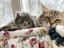 サイベリアン【北海道・男の子・2019年12月24日・ブルークラシックタビー】の写真4「お母さんといっしょ1月29日撮影」