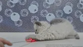 サイベリアン【北海道・女の子・2022年4月20日・ブルーリンクスポイント】の写真4