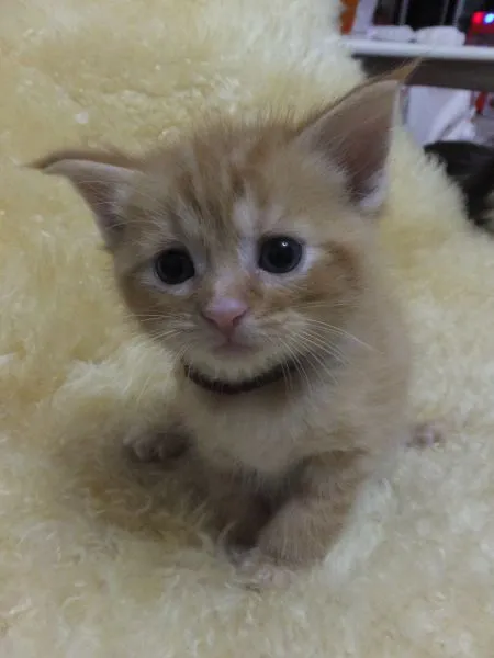 ID：1506-00127の子猫