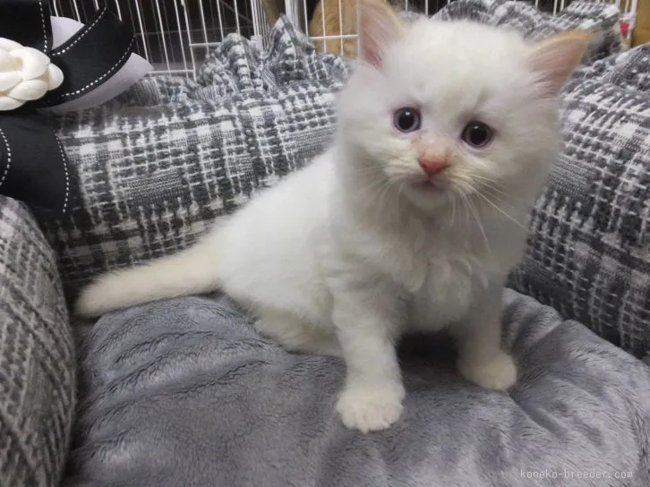 ID：1601-00050の子猫