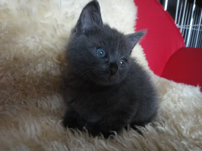ID:1311-00097の子猫