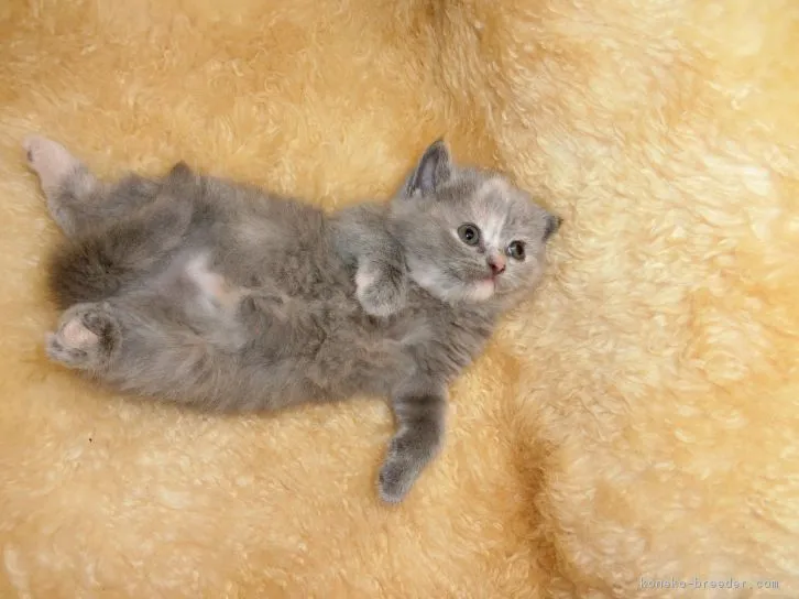 ID：1605-00668の子猫