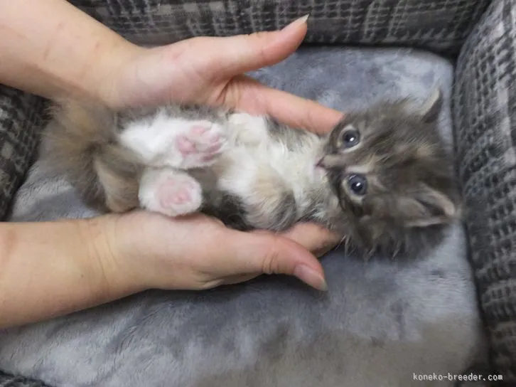 マキ 様のお迎えした子猫