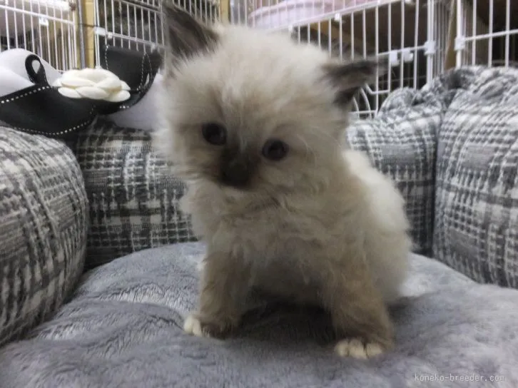ID：1601-00053の子猫
