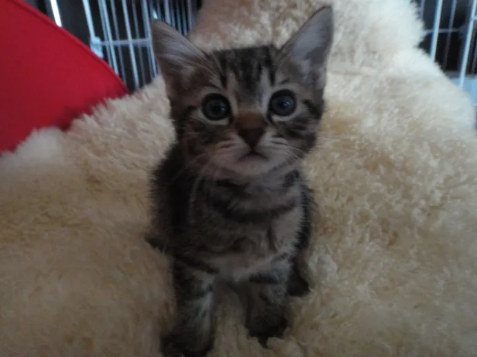 ID:1311-00098の子猫