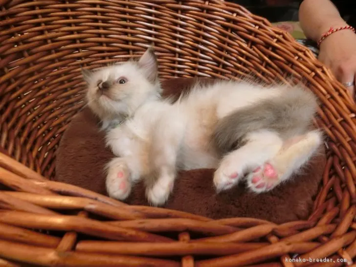 ID:1705-00368の子猫