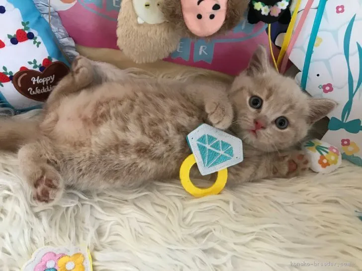 ID:2006-00149の子猫