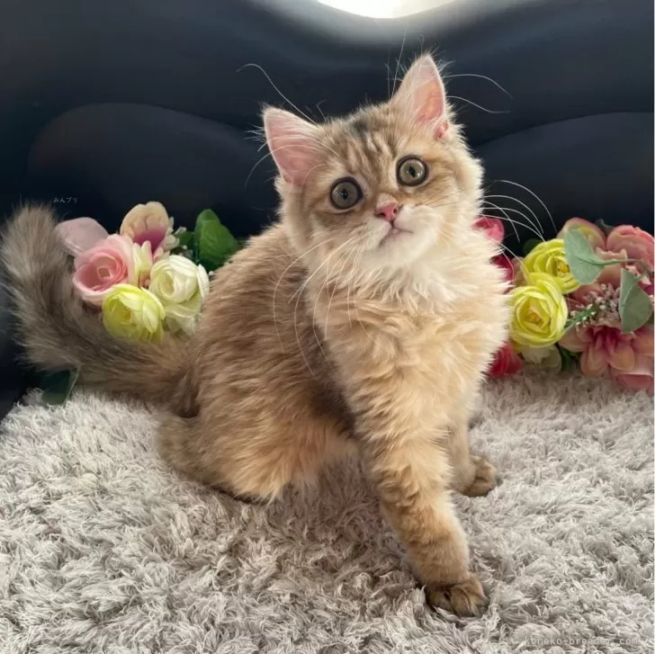 ID：2401-01050の子猫