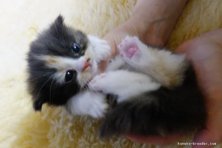 らし 様のお迎えした子猫