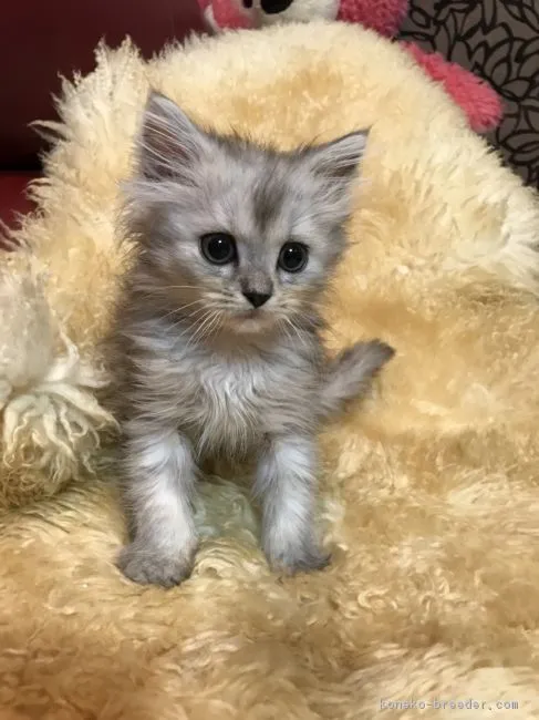 あだち 様のお迎えした子猫