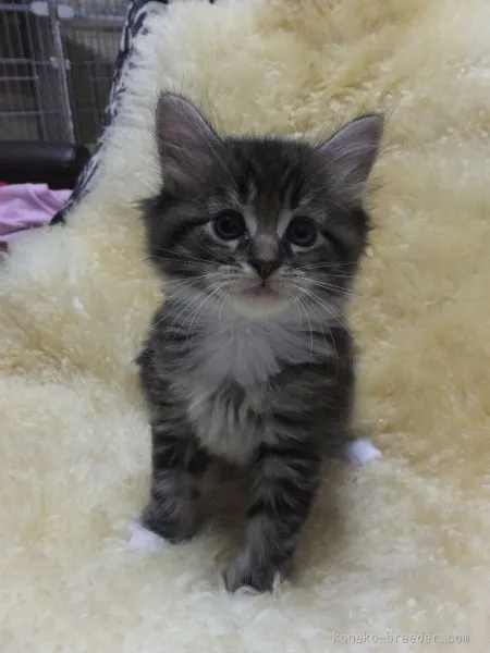 ハンマーヘッド 様のお迎えした子猫